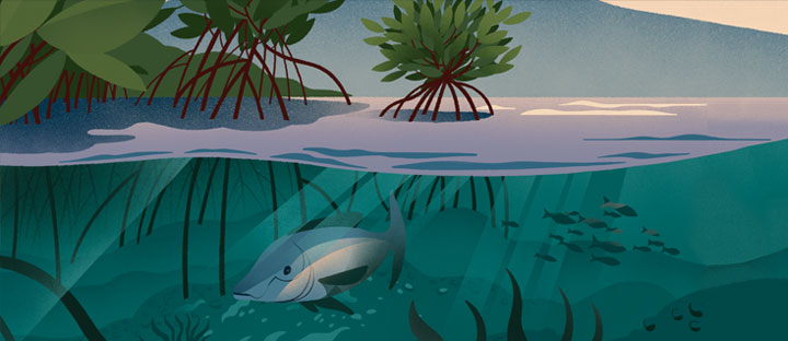 Mangroves: why they need protection | Deutsche wealth management services