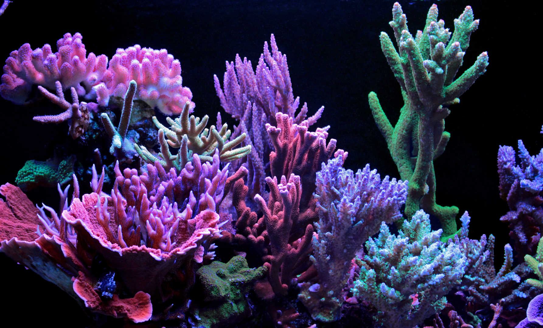 Dream coral reef aquarium tank 