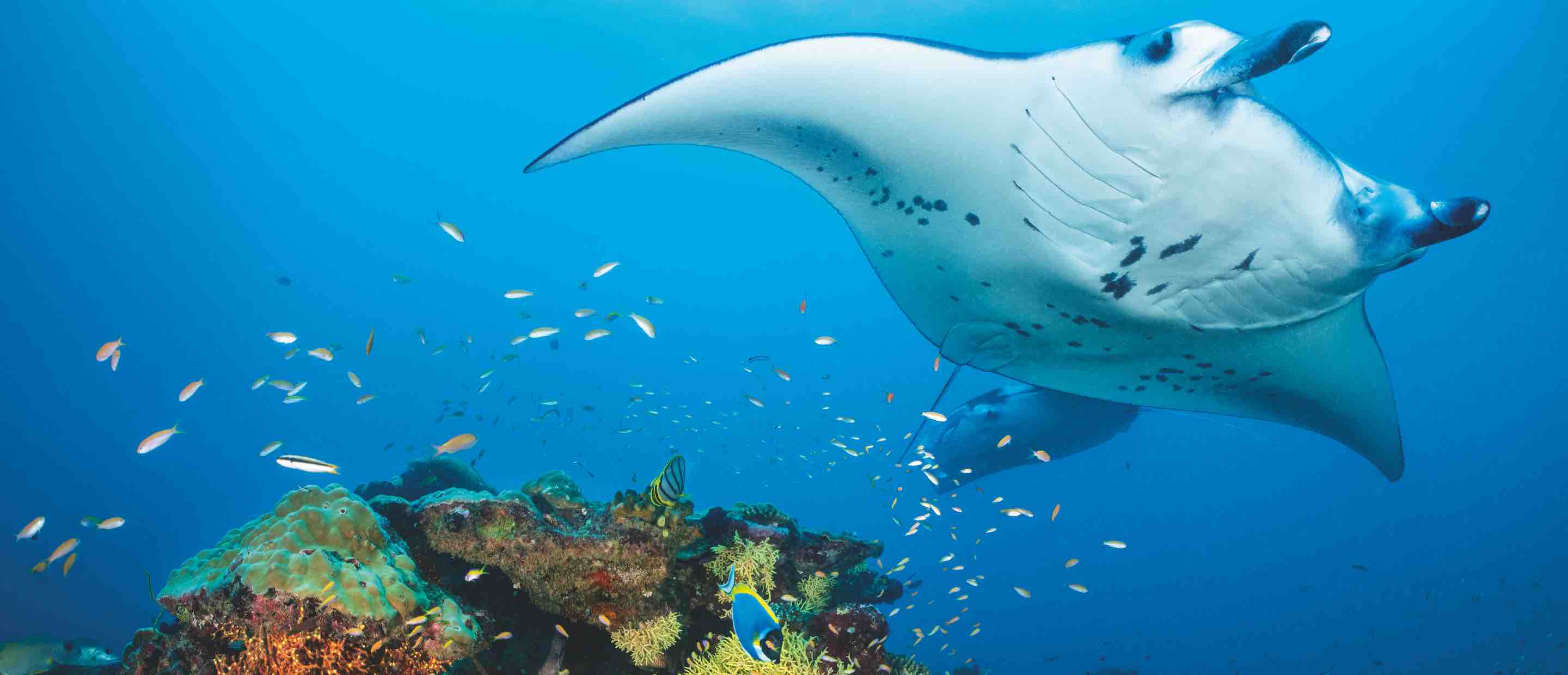 Reef Manta At Cleaning Station, Maldives