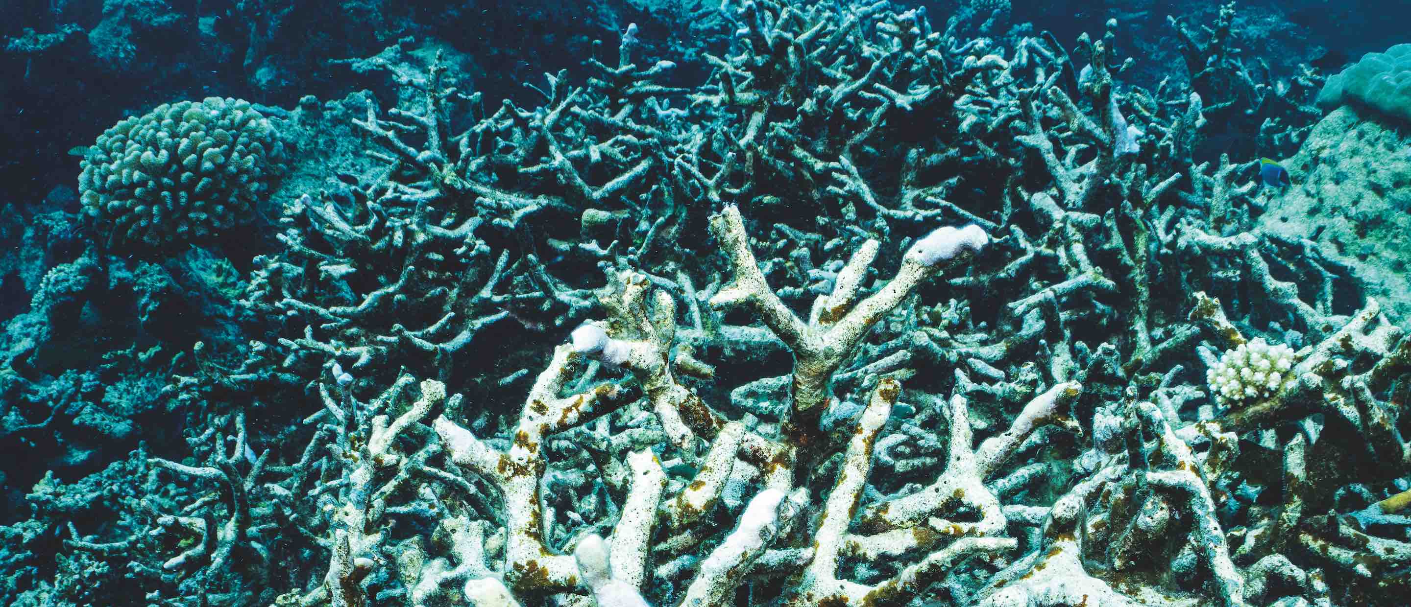 Dead Coral, Maldives
