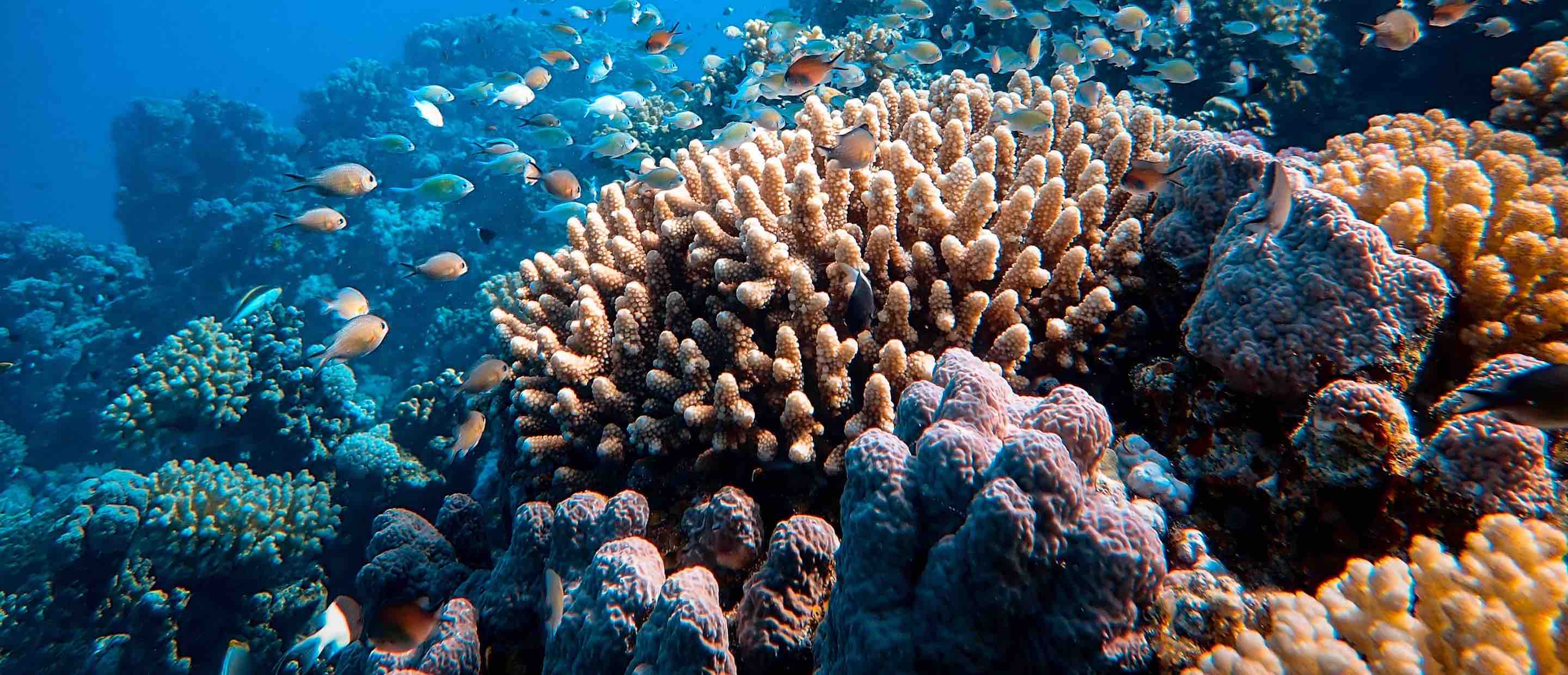 coral-annoucement3.jpg