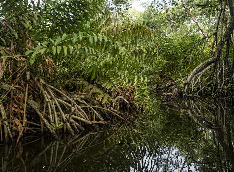 vida manglar colombia