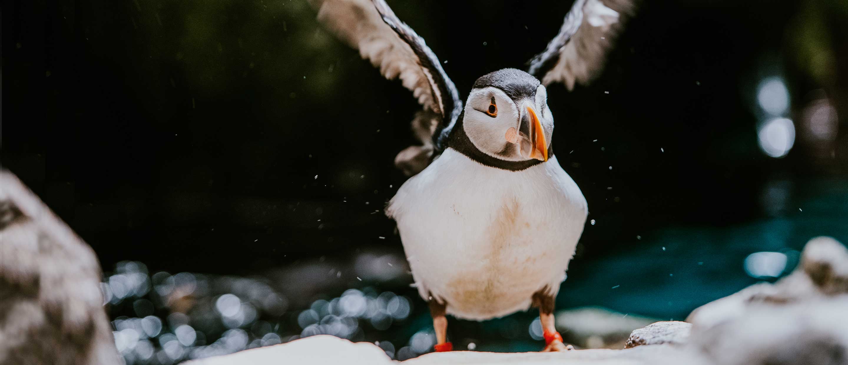 Oceanario de Lisboa puffin