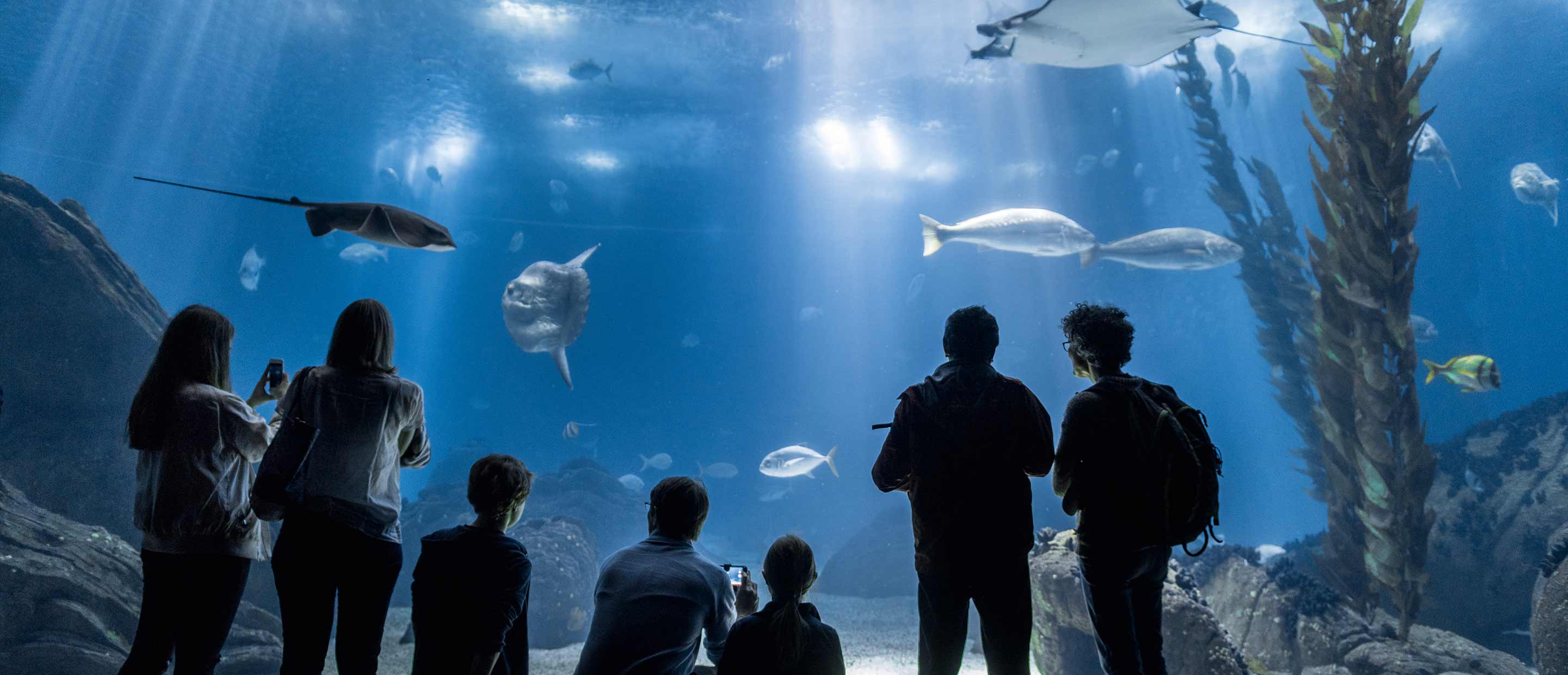 Oceanario de Lisboa tank