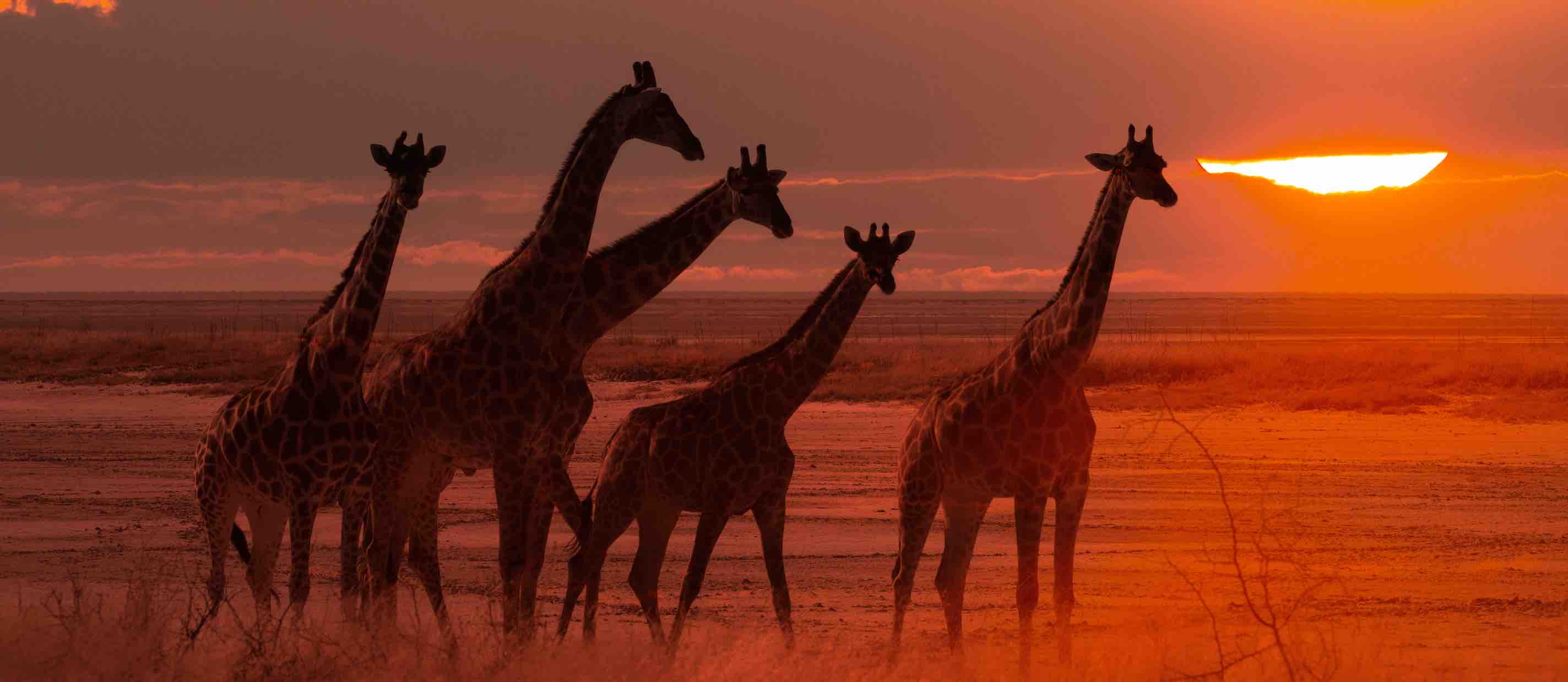 Giraffes - high risk of extinction