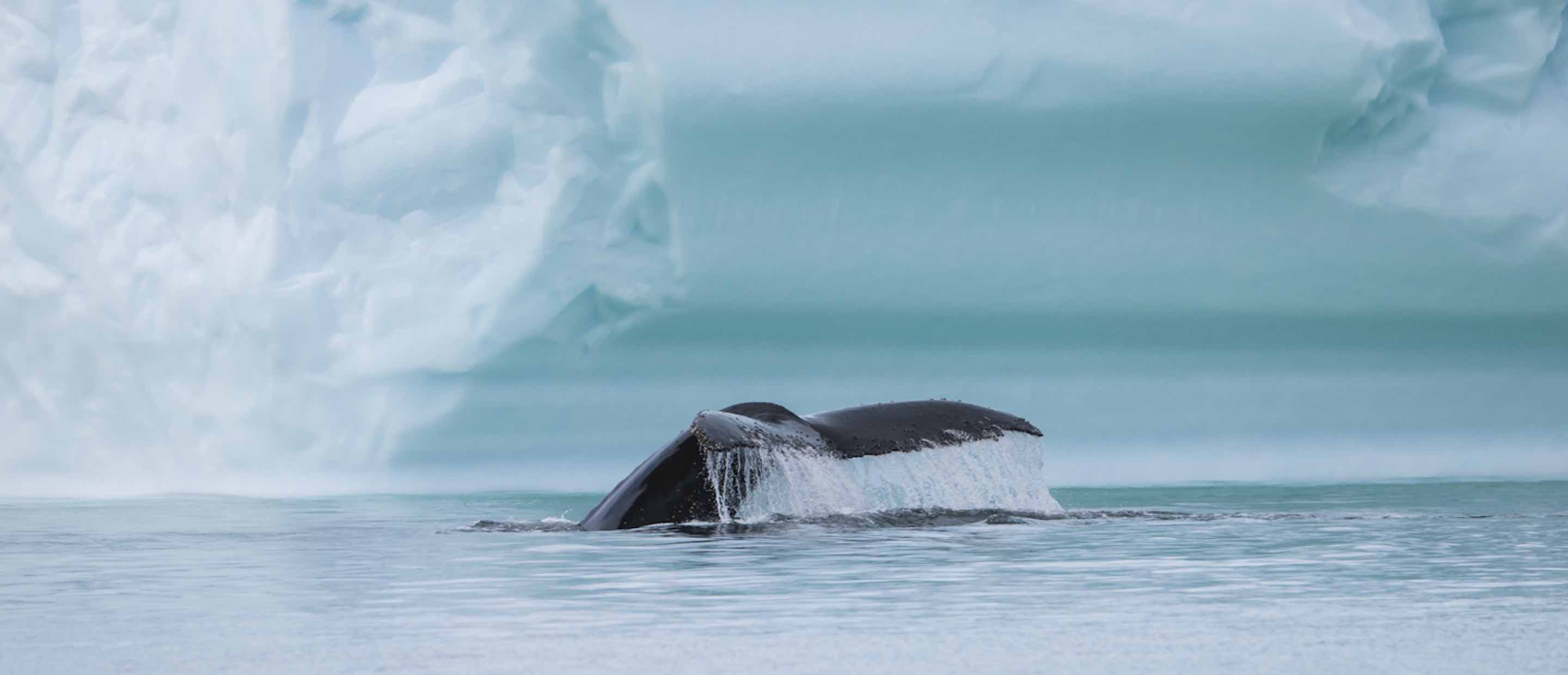 Humpback Fluke David Sinclair