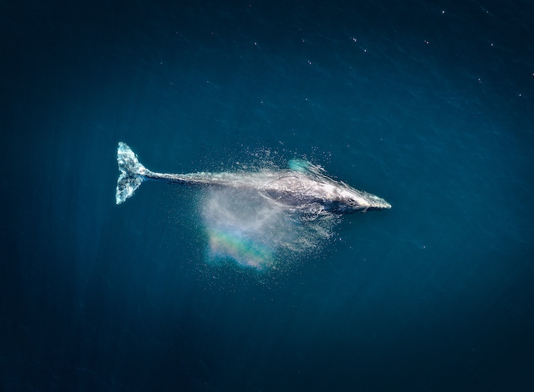 ocean-protection-red.jpg