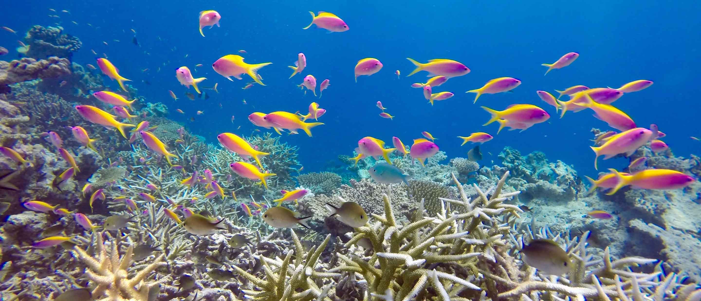 ff-reef2.jpg