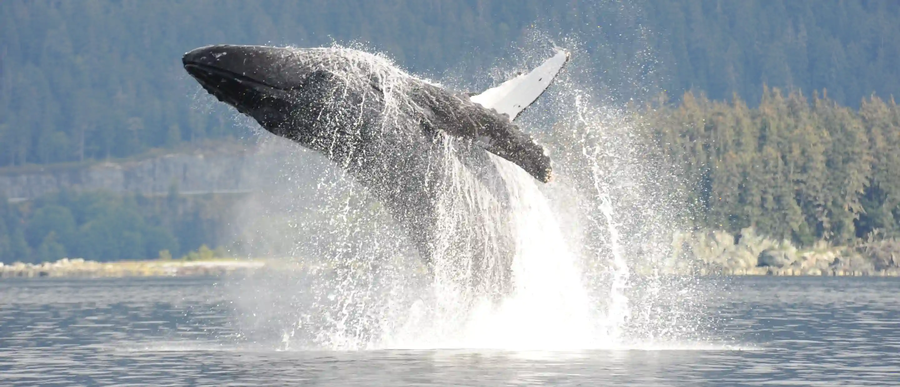 A humpback whale breaches off the coast of Juneau, Alaska.