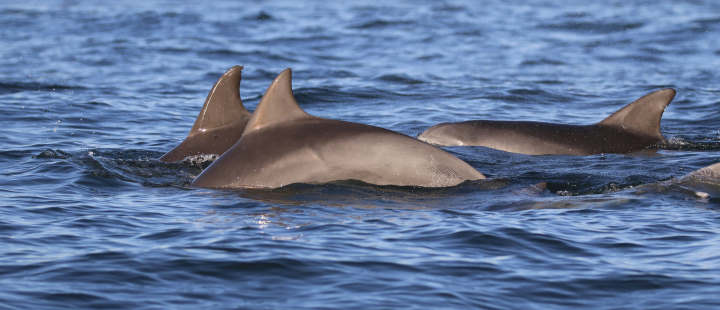 Dr V Pirotta dolphins