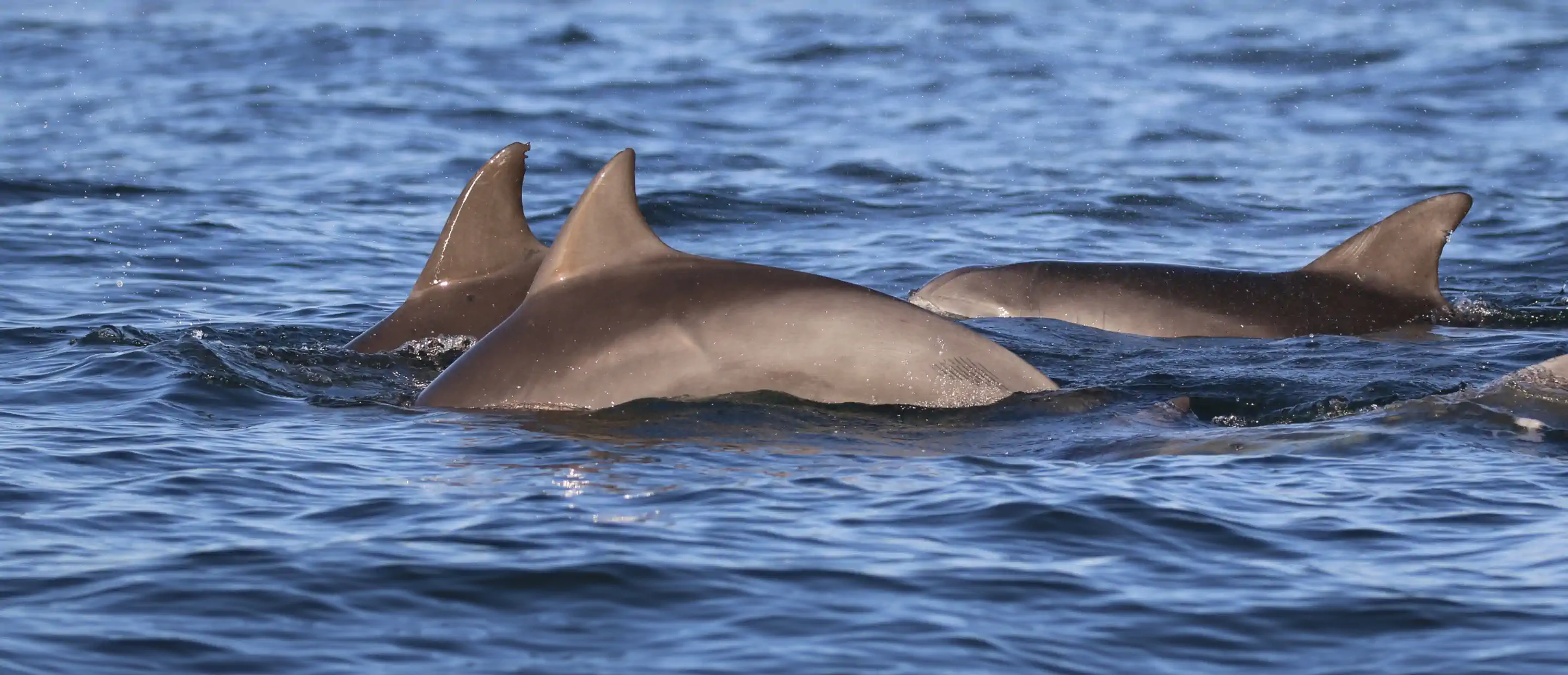 Dr V Pirotta dolphins